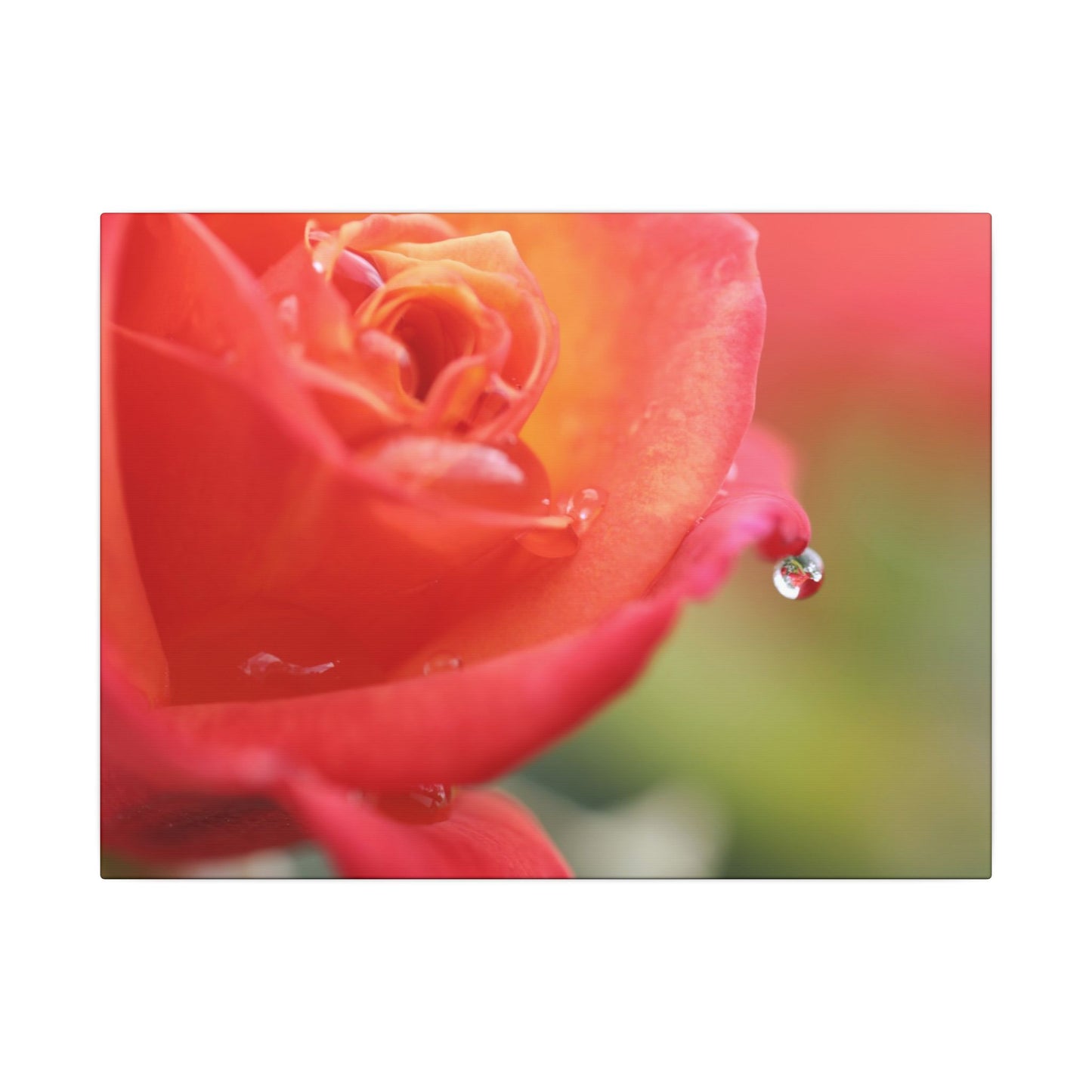 Drip Reflection Rose Wall Art Canvas