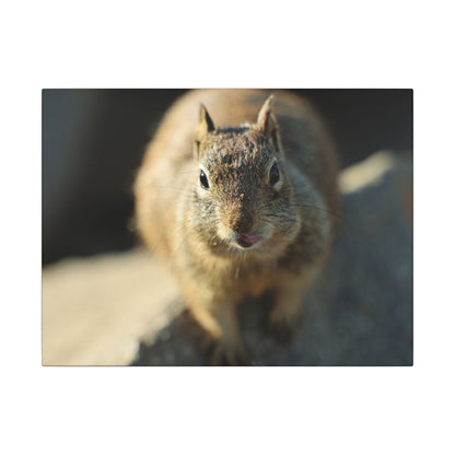 Starving Beach Squirrel Wall Art Canvas