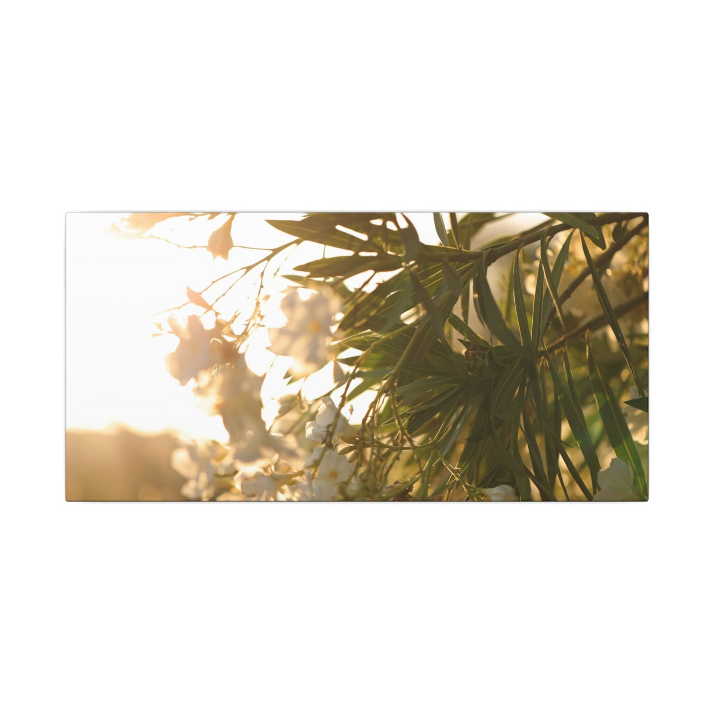 Nerium Oleander Rosebay Wall Art Canvas