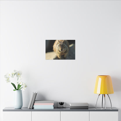 Starving Beach Squirrel Wall Art Canvas