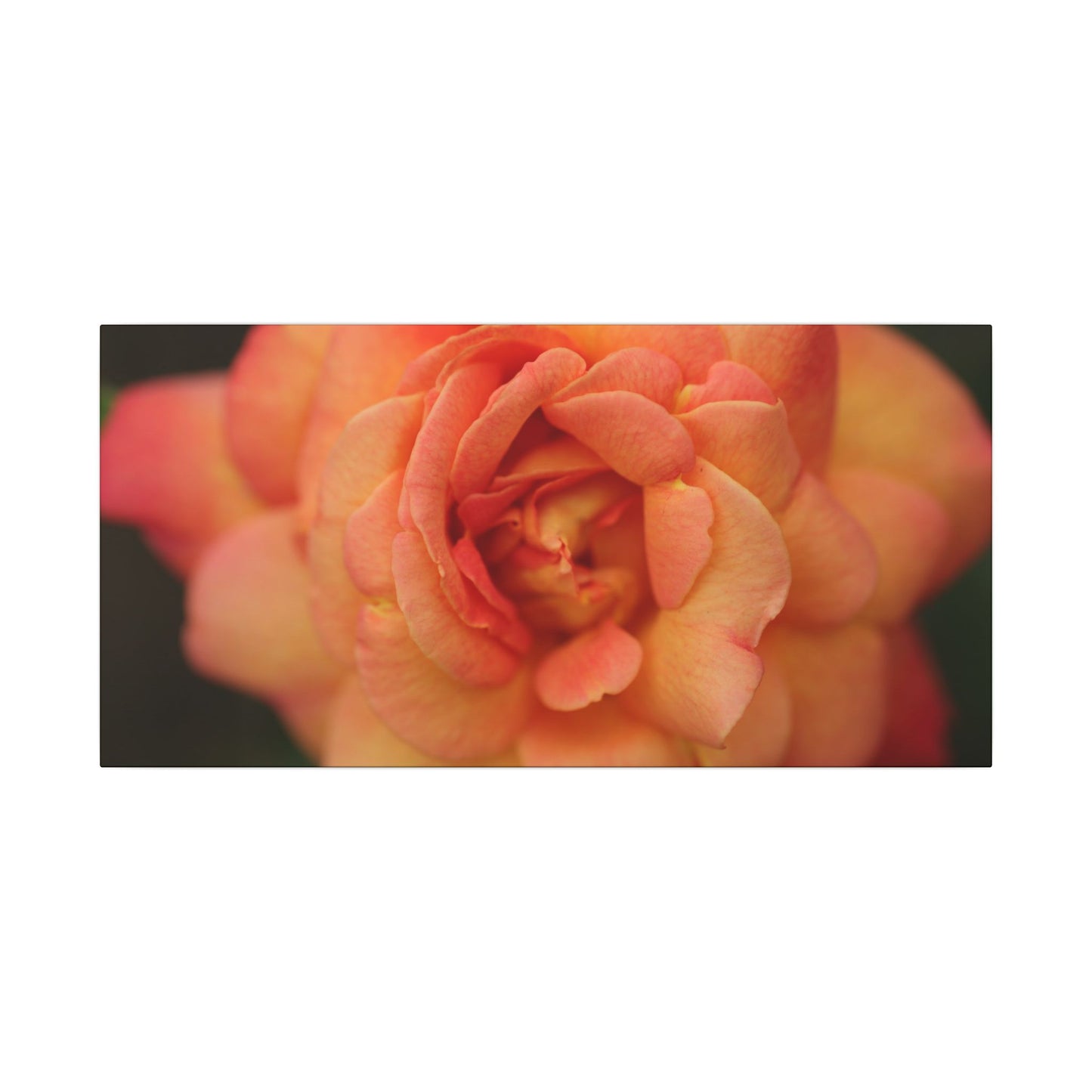 Sunset Sherbet Rose Wall Art Canvas