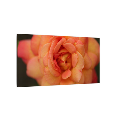 Sunset Sherbet Rose Wall Art Canvas