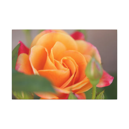 Paradise Rose Wall Art Canvas