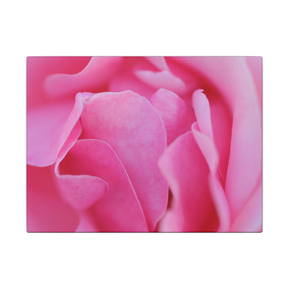 Voluptuous Pink Rose Wall Art Canvas