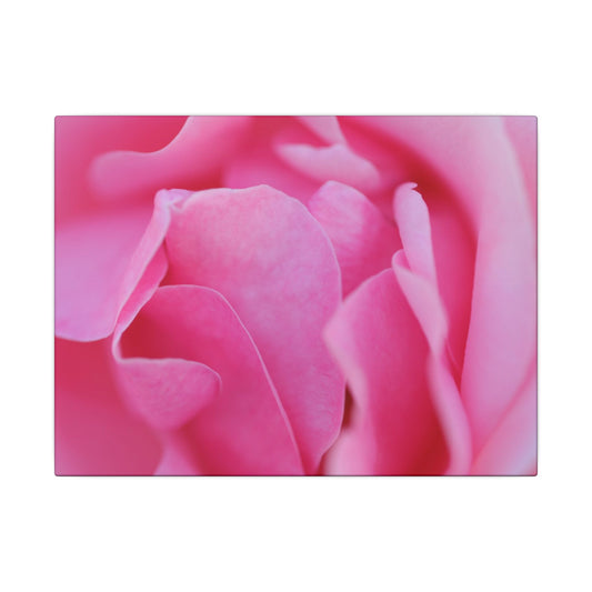 Voluptuous Pink Rose Wall Art Canvas