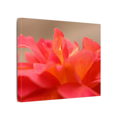 Color Bloom Rose Wall Art Canvas