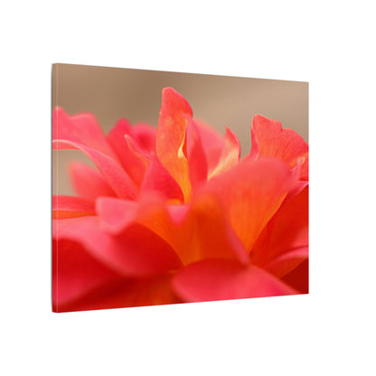 Color Bloom Rose Wall Art Canvas