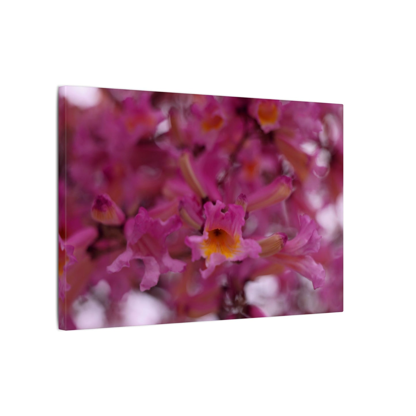 Pink Jacaranda Macro Wall Art Canvas