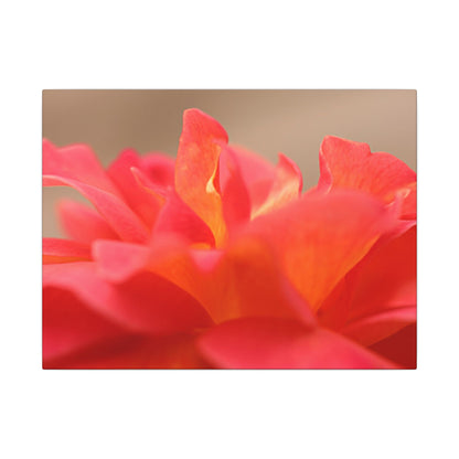 Color Bloom Rose Wall Art Canvas