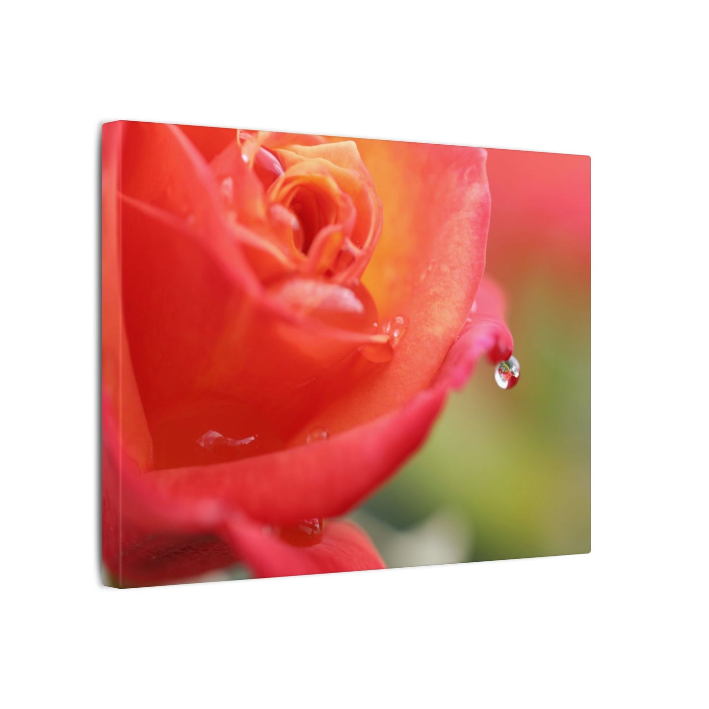 Drip Reflection Rose Wall Art Canvas