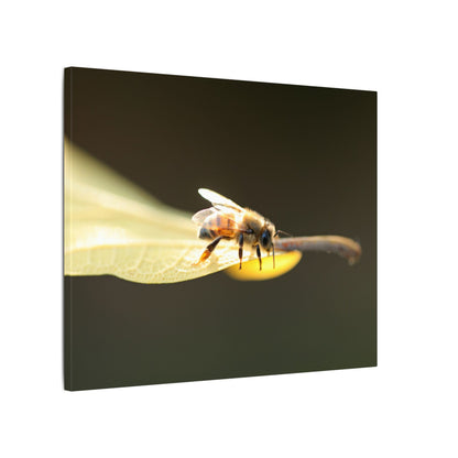 Honey Bee Glow Wall Art Canvas