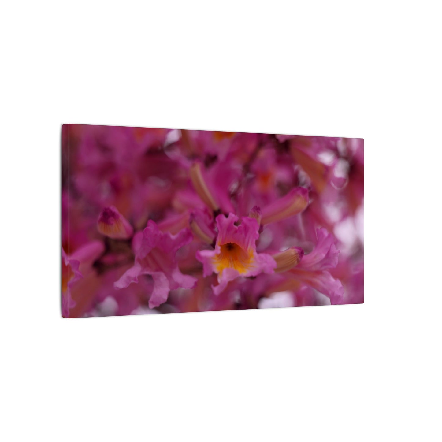 Pink Jacaranda Macro Wall Art Canvas