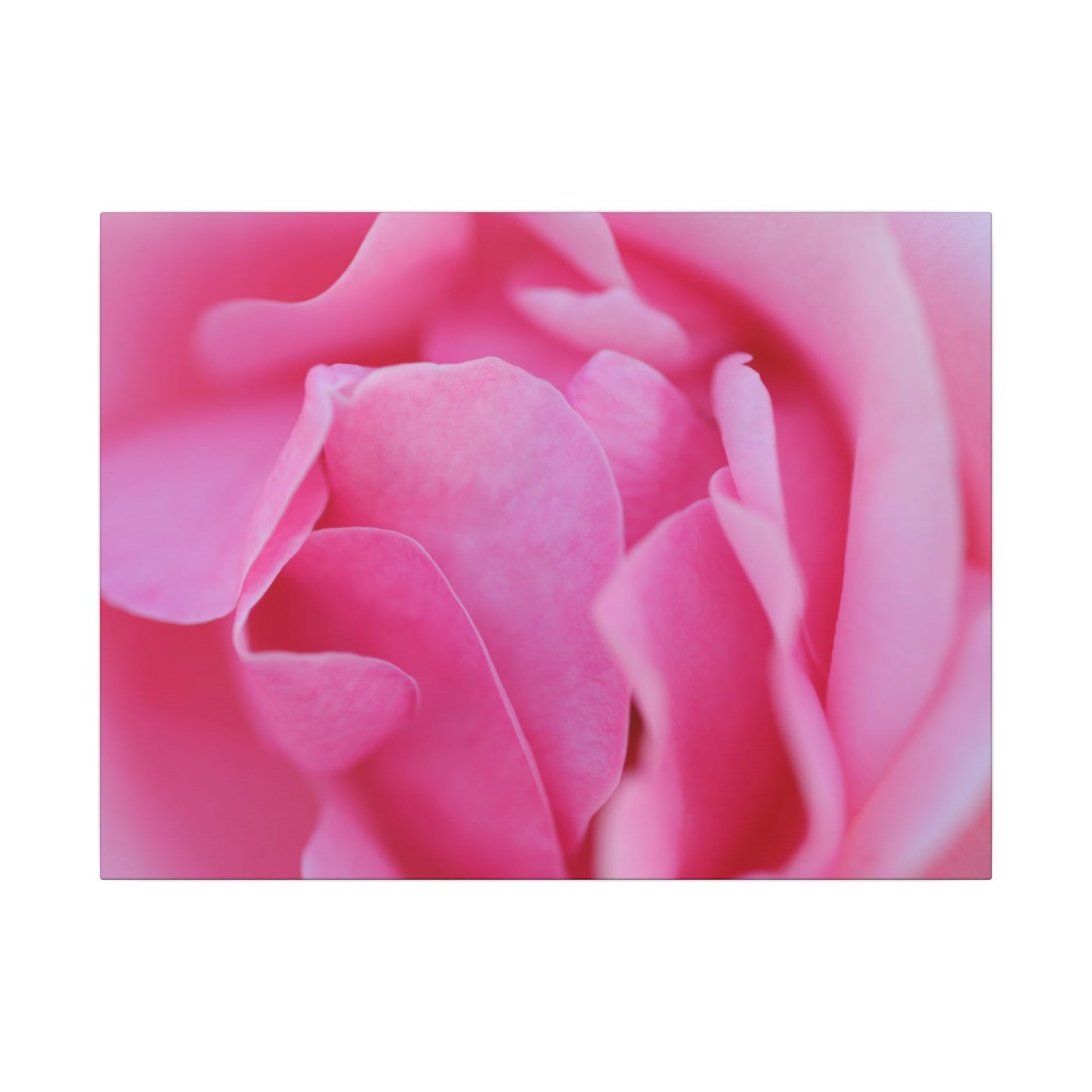Voluptuous Pink Rose Wall Art Canvas