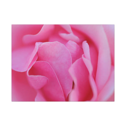 Voluptuous Pink Rose Wall Art Canvas