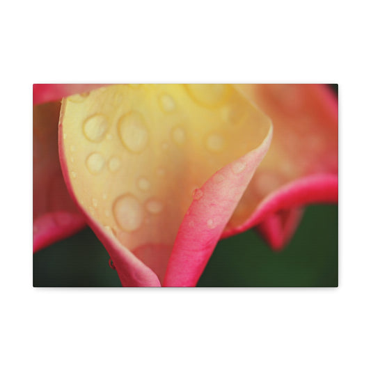 Delicate Rain Rose Wall Art Canvas