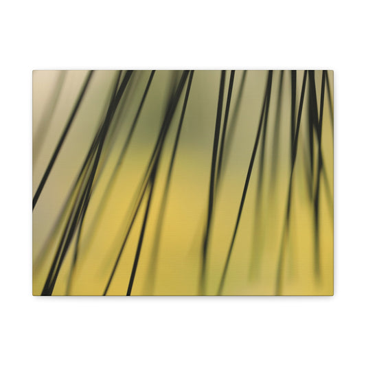 Through the Pine Needles Wall Art Canvas