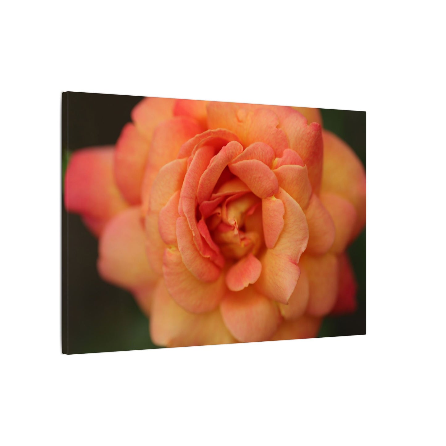 Sunset Sherbet Rose Wall Art Canvas