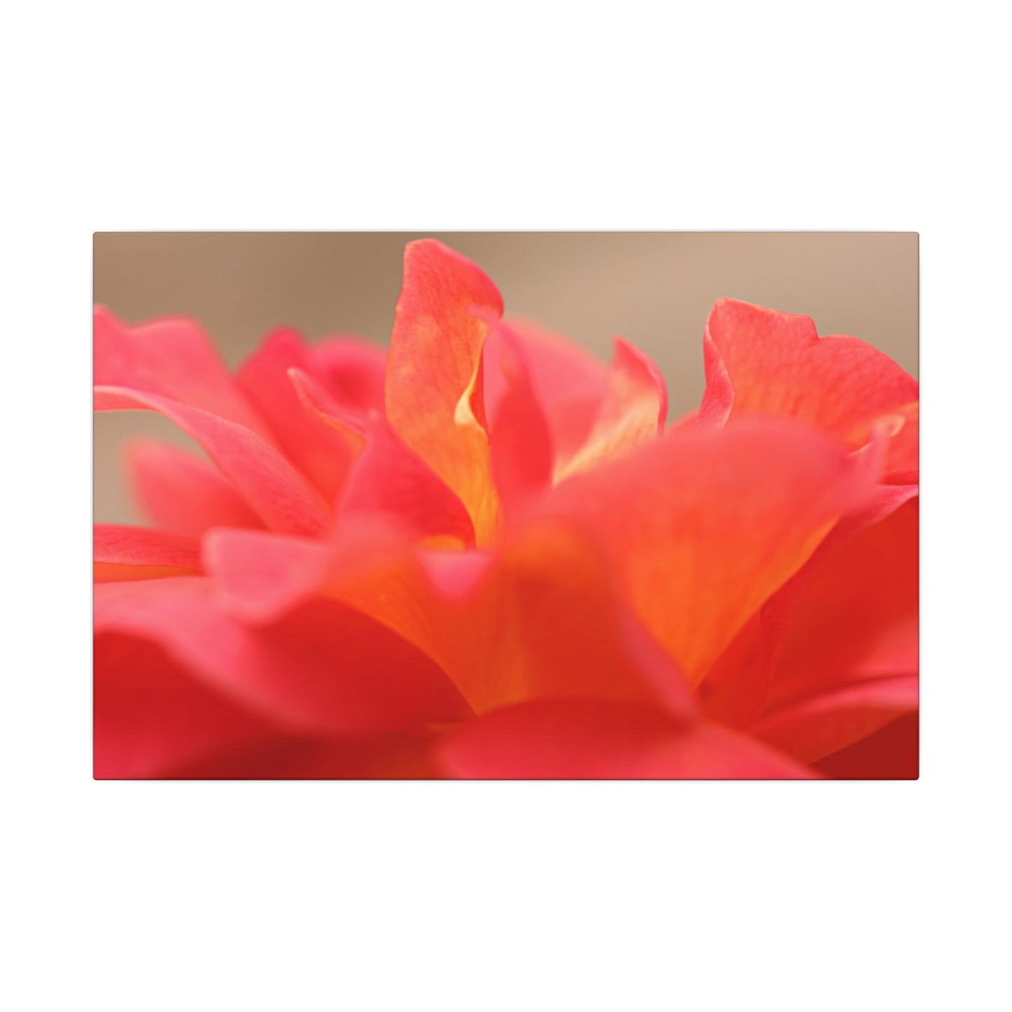 Color Bloom Rose Wall Art Canvas