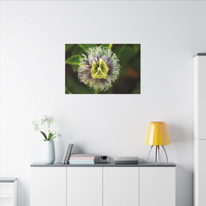 Passiflora Passion Flower Wall Art Canvas