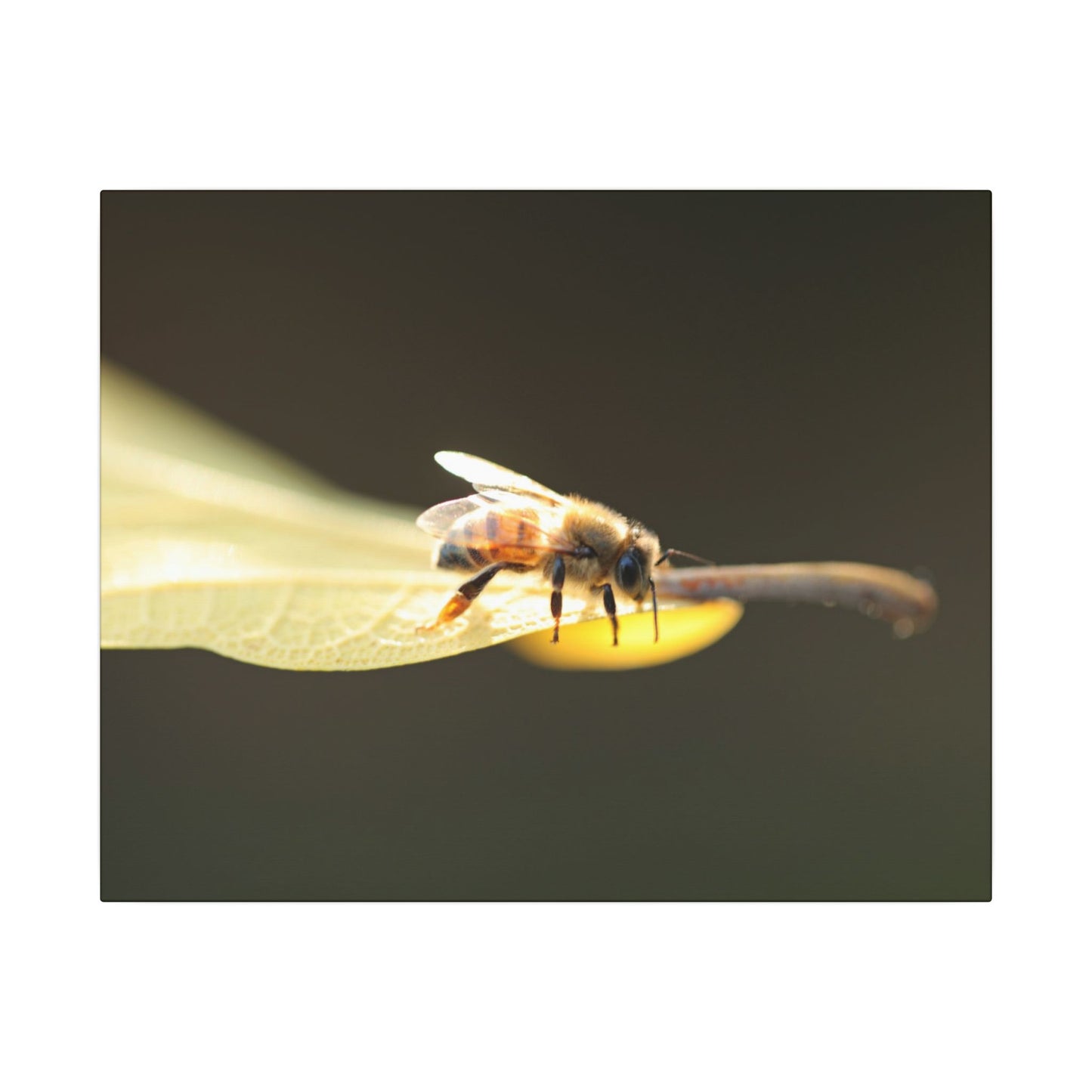 Honey Bee Glow Wall Art Canvas