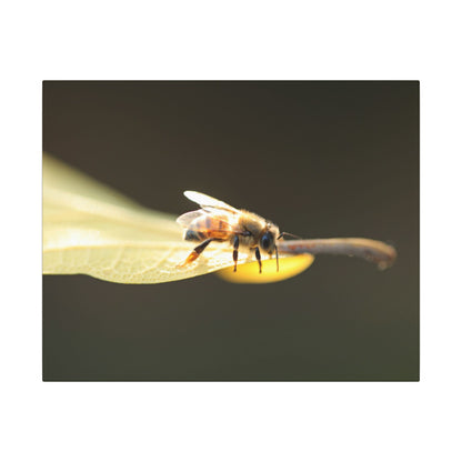 Honey Bee Glow Wall Art Canvas