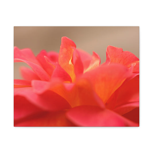 Color Bloom Wall Art Canvas