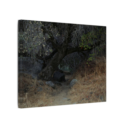 Hidden Path Wall Art Canvas