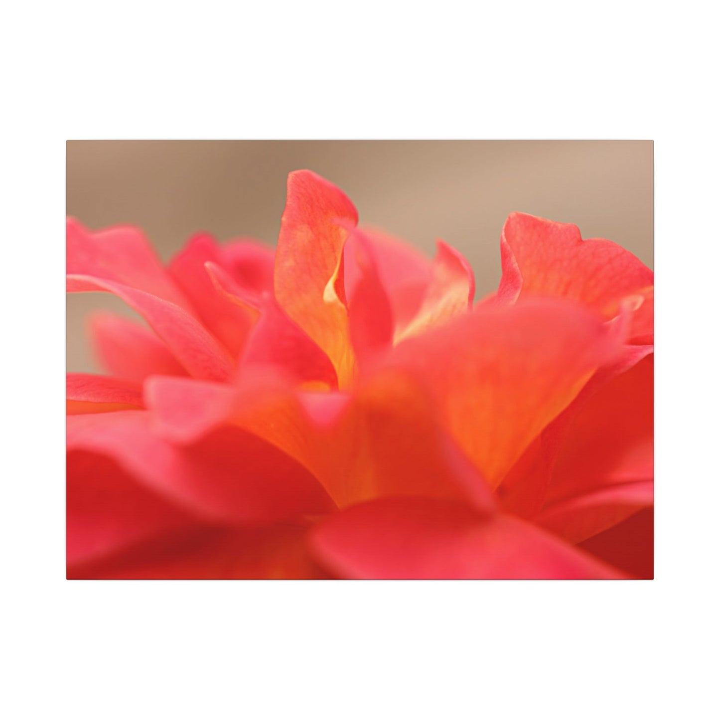 Color Bloom Rose Wall Art Canvas