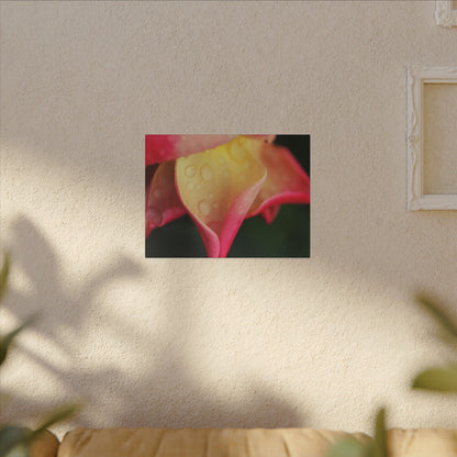 Delicate Rain Rose Wall Art Canvas