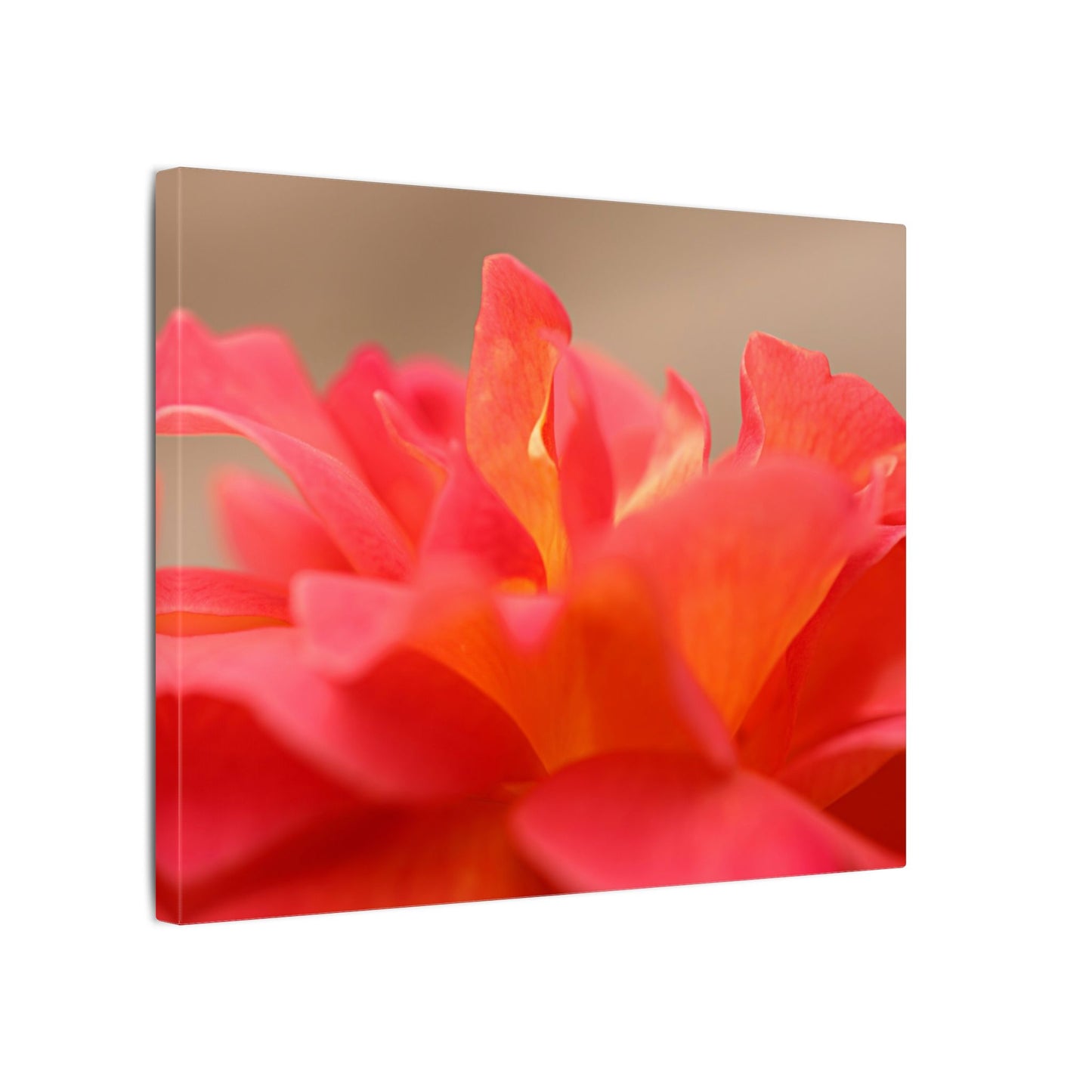 Color Bloom Rose Wall Art Canvas