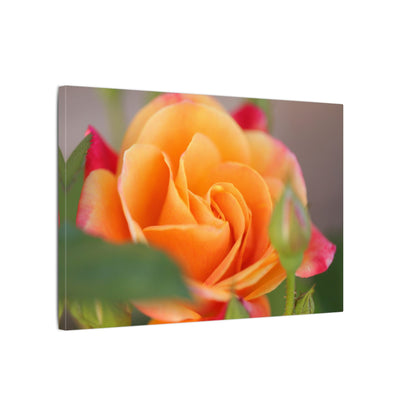 Paradise Rose Wall Art Canvas