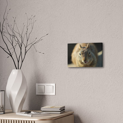 Starving Beach Squirrel - Wall Canvas