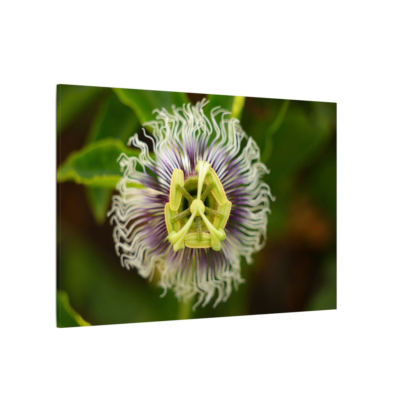 Passiflora Passion Flower Wall Art Canvas