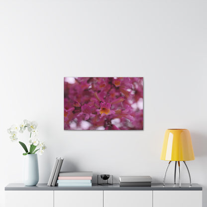 Pink Jacaranda Macro - Wall Canvas