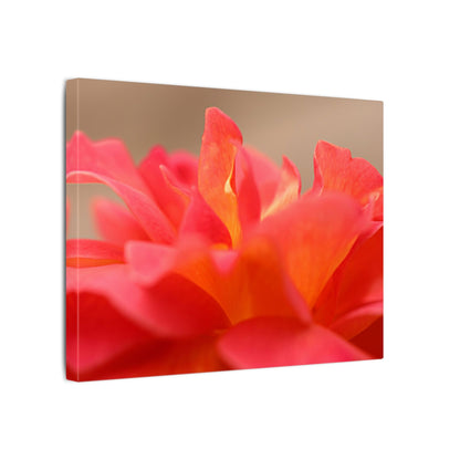 Color Bloom Rose Wall Art Canvas