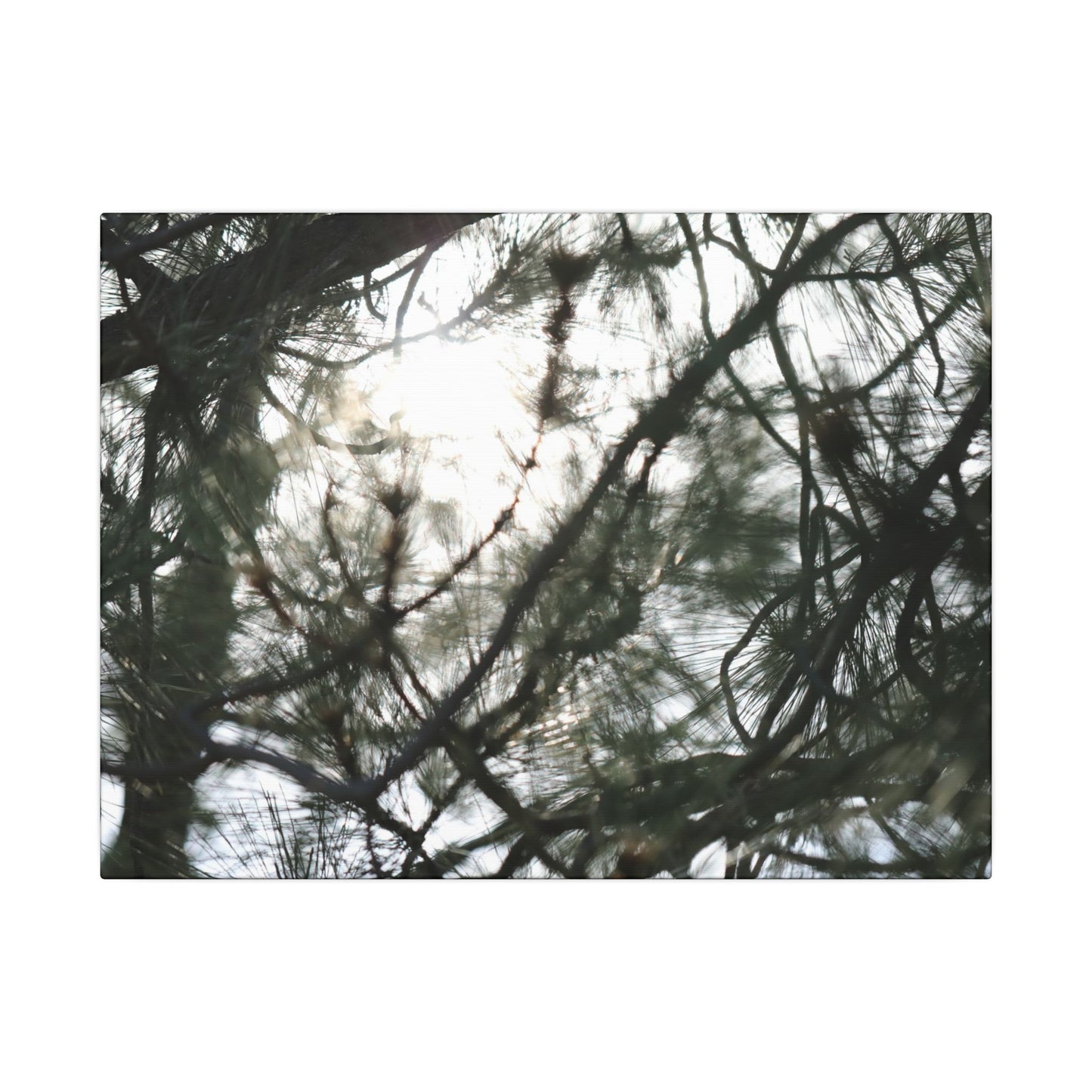 Of The Trees Wall Art Canvas