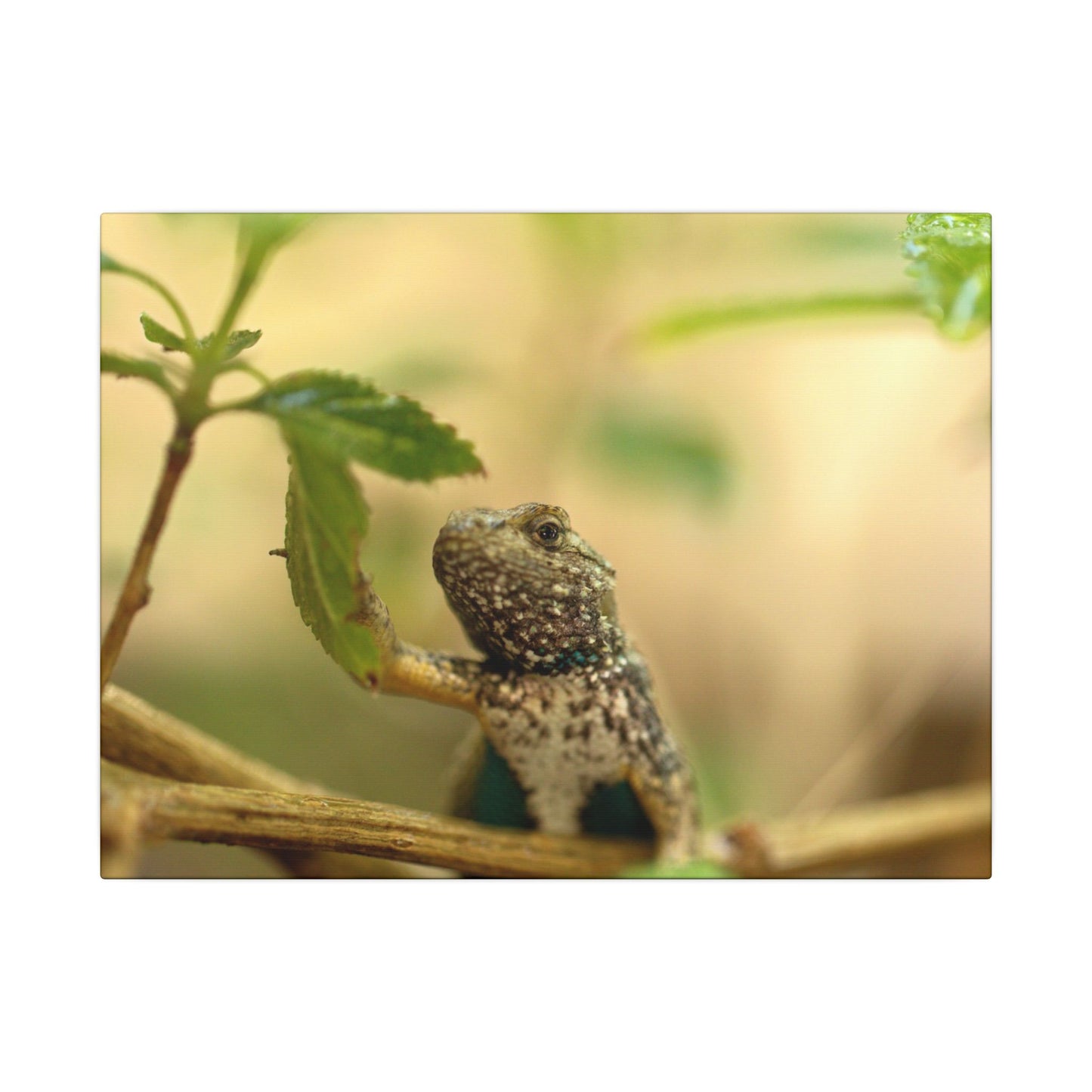 Lizard King Wall Art Canvas