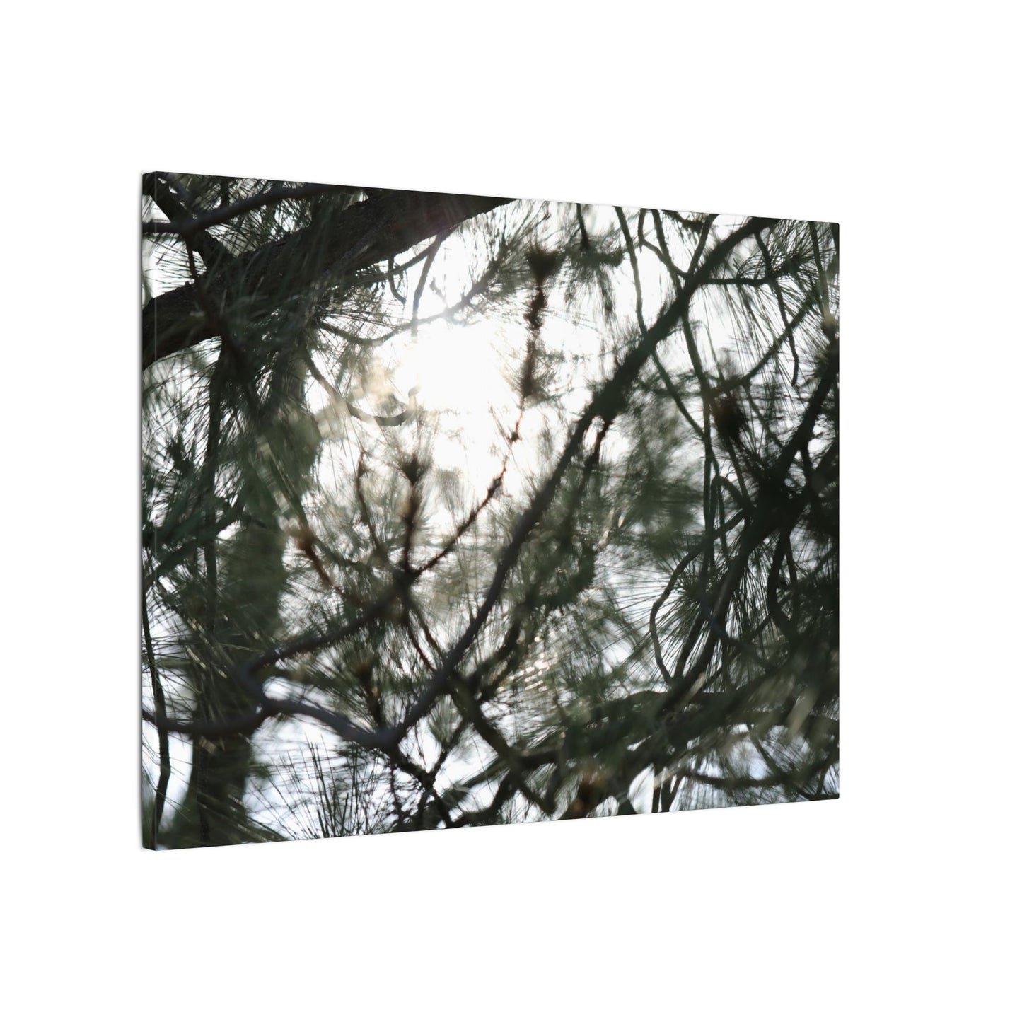 Of The Trees Wall Art Canvas