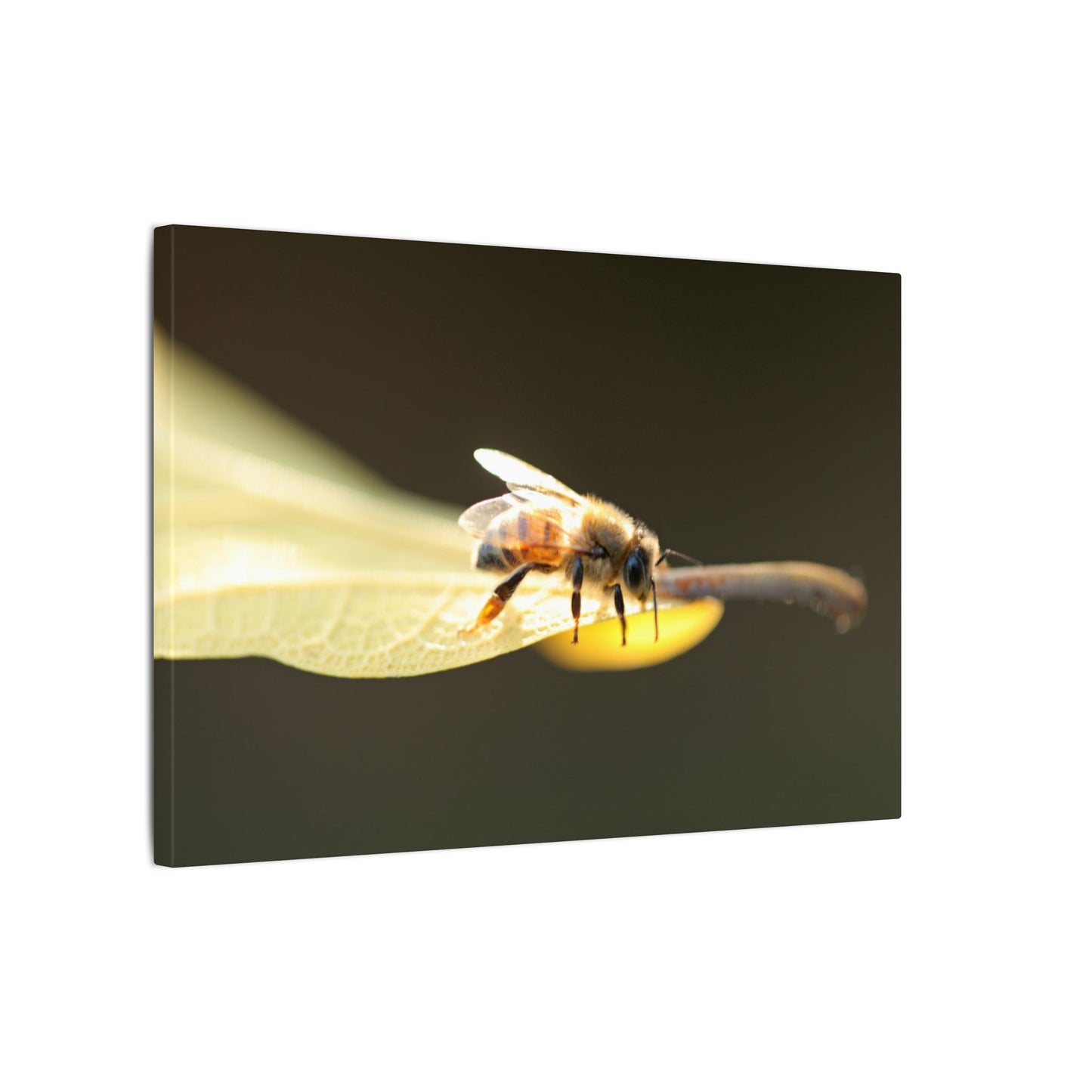 Honey Bee Glow Wall Art Canvas