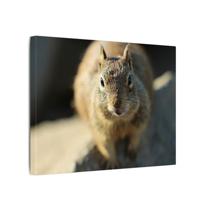 Starving Beach Squirrel Wall Art Canvas