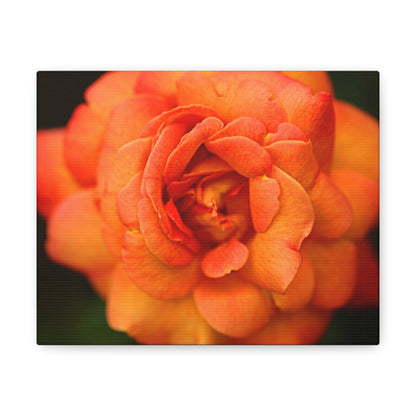 Sunset Sherbet - Rose Collection