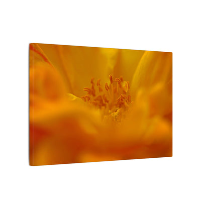 Hidden Gem Rose Wall Art Canvas