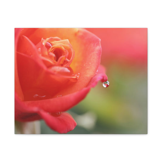 Drip Reflection Rose Wall Art Canvas