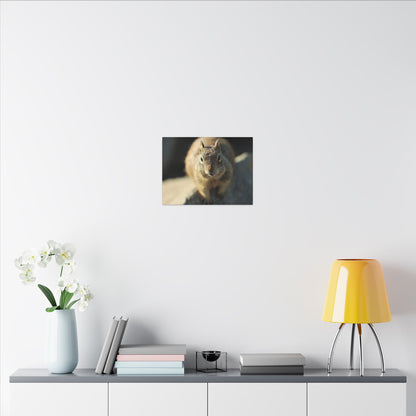 Starving Beach Squirrel Wall Art Canvas