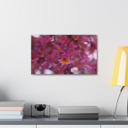 Pink Jacaranda Macro - Wall Canvas
