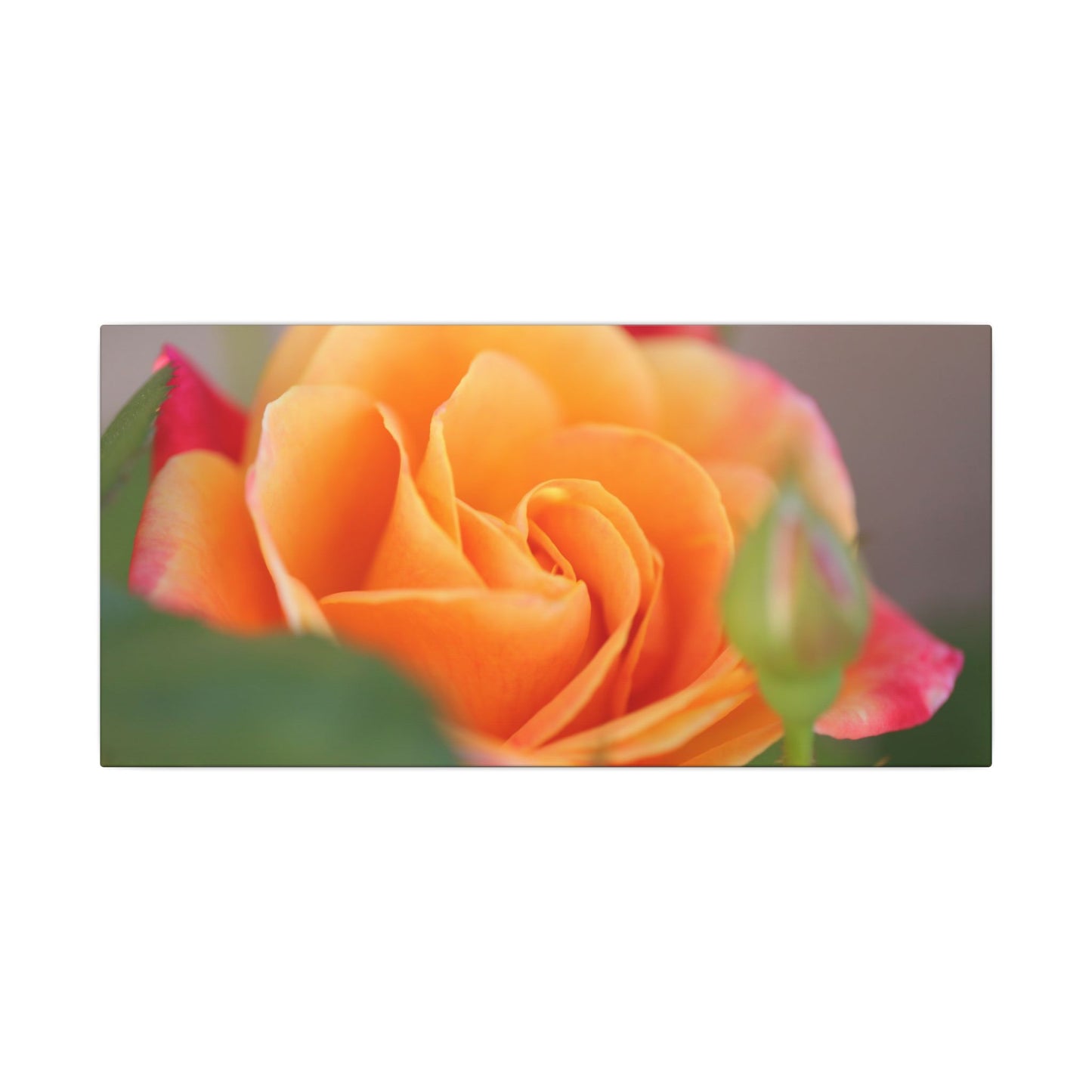 Paradise Rose Wall Art Canvas
