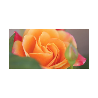 Paradise Rose Wall Art Canvas