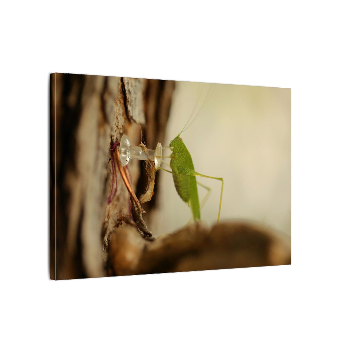 Grasshopper Push It Wall Art Canvas