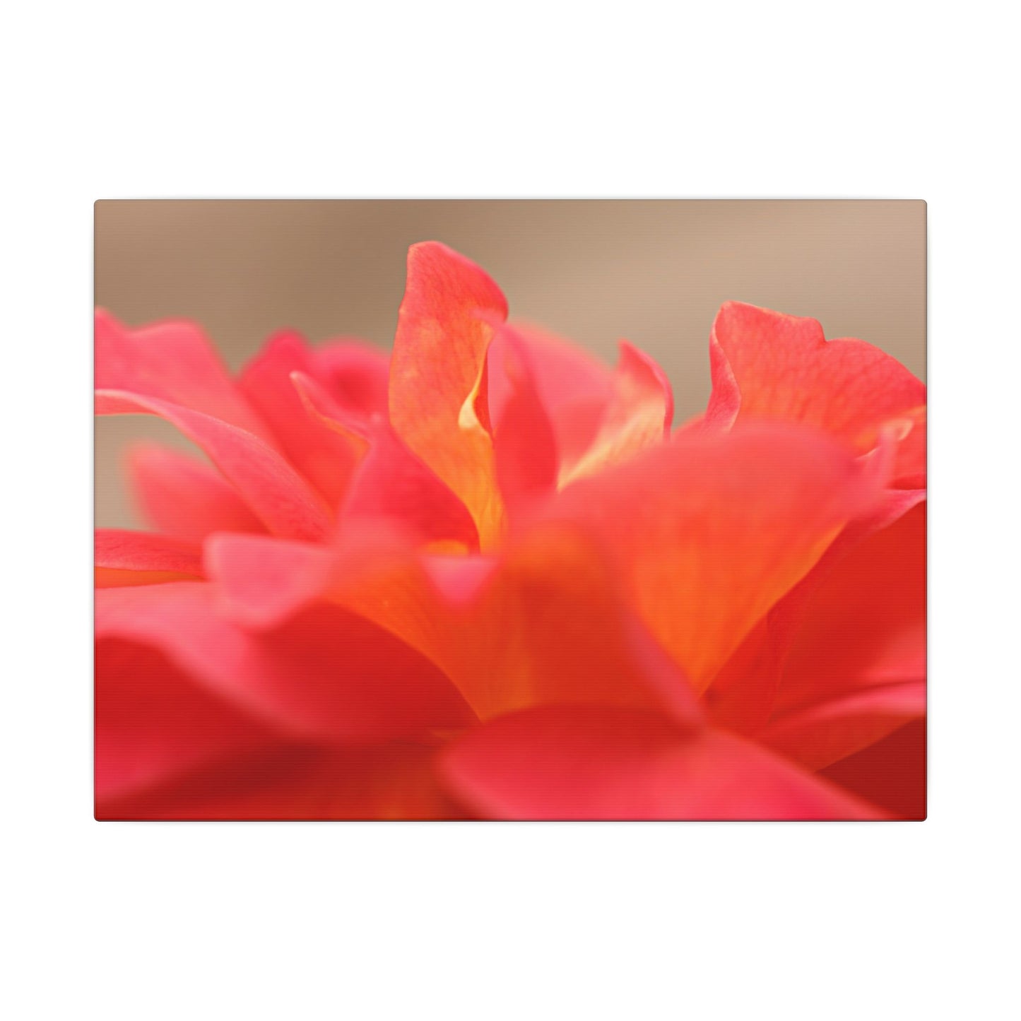 Color Bloom Rose Wall Art Canvas