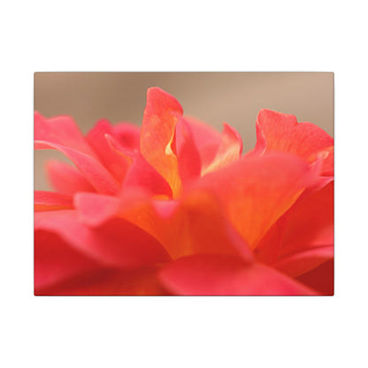 Color Bloom Rose Wall Art Canvas